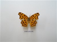 藏品(黃鉤蛺蝶)的圖片